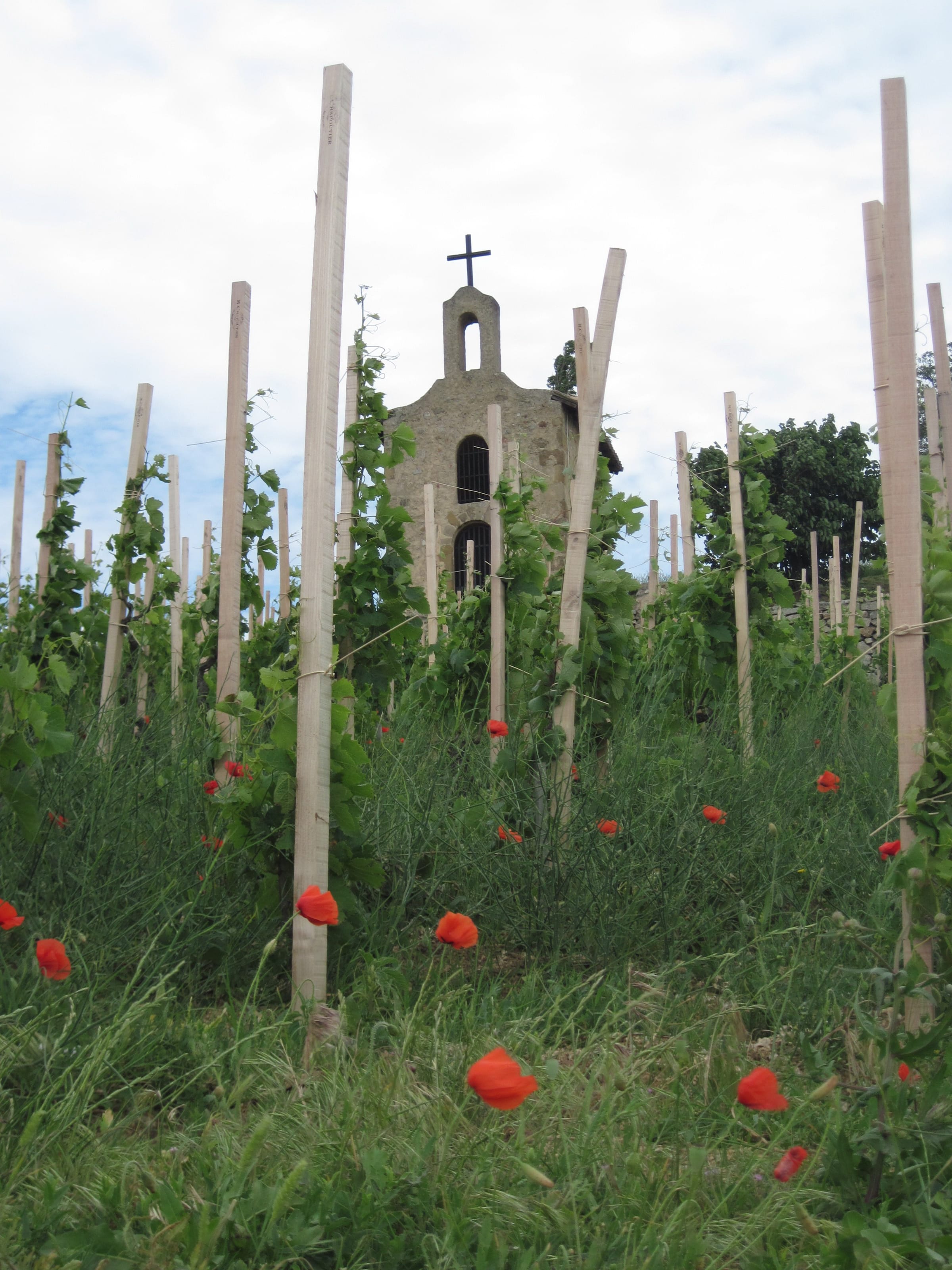 La chapelle Saint-Christophe au milieu des vignes de l'Hermitage, échalas et coquelicots au printemps